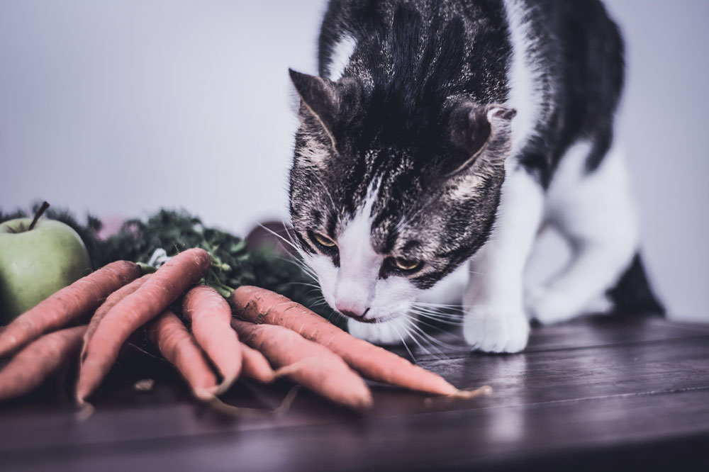 7 human foods that are safe for cats