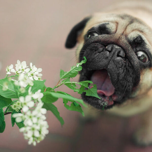 7 plants that are poisonous for dogs