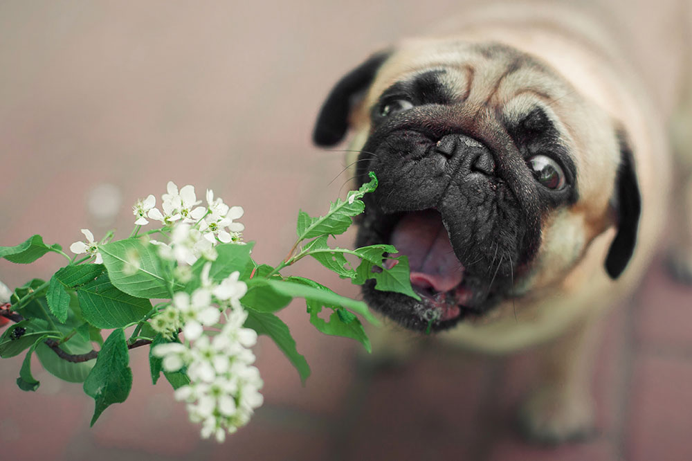 7 plants that are poisonous for dogs