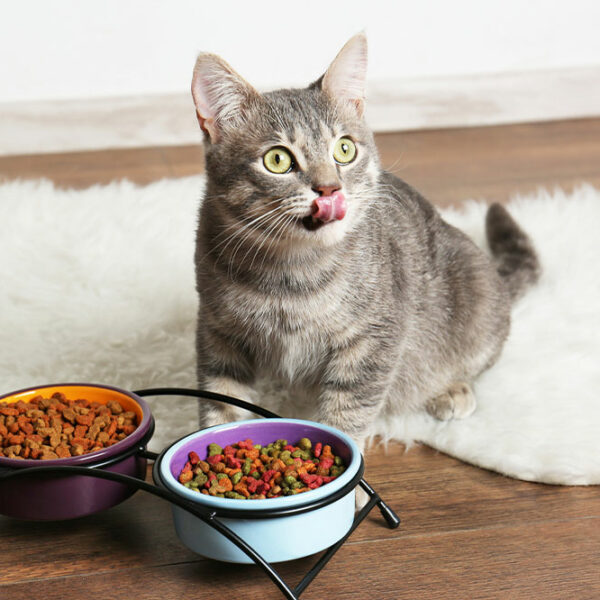 10 brands to check out for Black Friday cat food deals in 2022