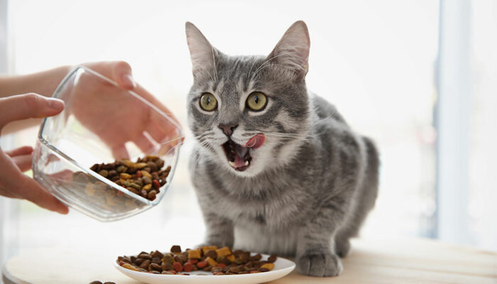 3 best wet and dry cat foods