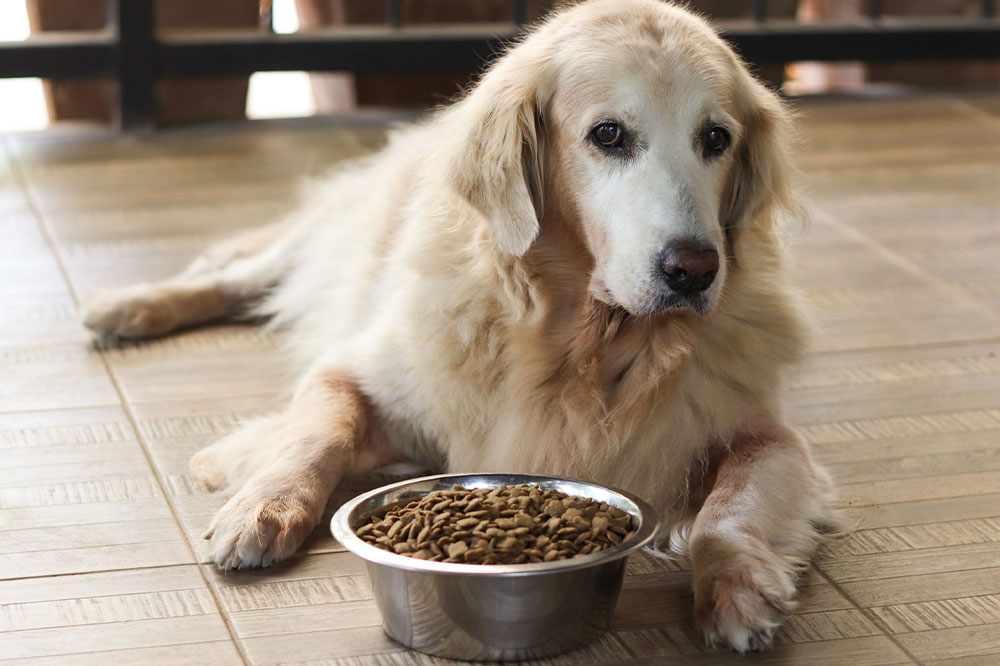 Do not miss these top 10 Black Friday dog foods deals in 2022