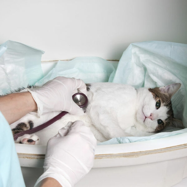 Recognizing the top 6 signs of illness in cats