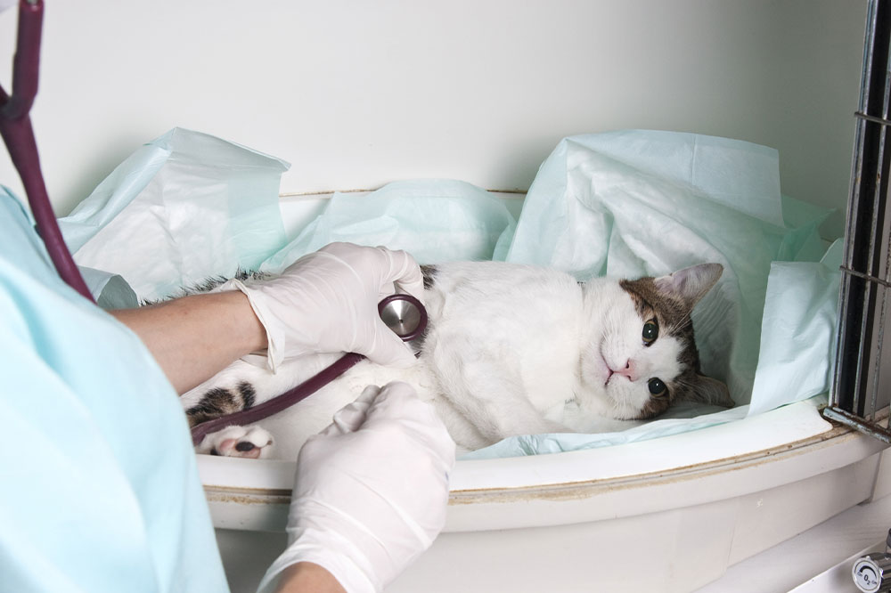 Recognizing the top 6 signs of illness in cats