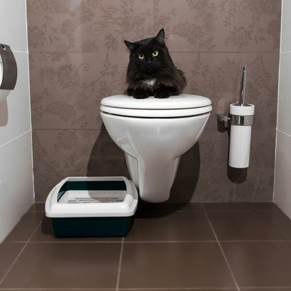 6 tips to toilet train a house cat