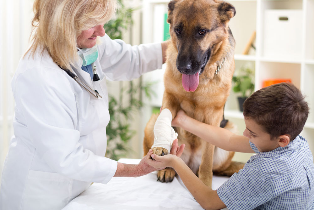 Common home remedies for relieving joint pain in dogs